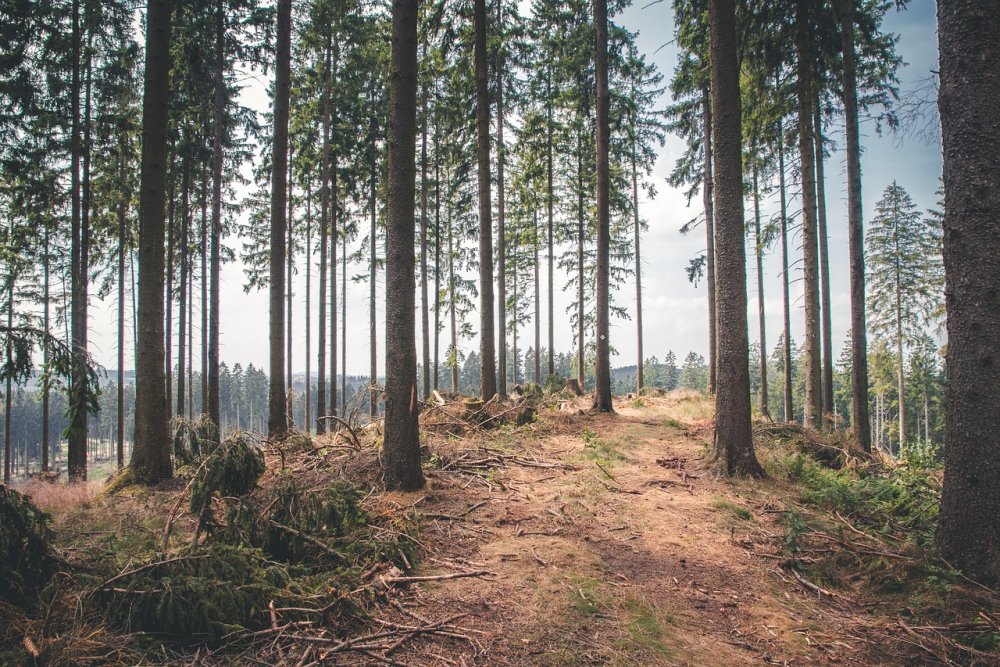 Сосновый лес в Польше