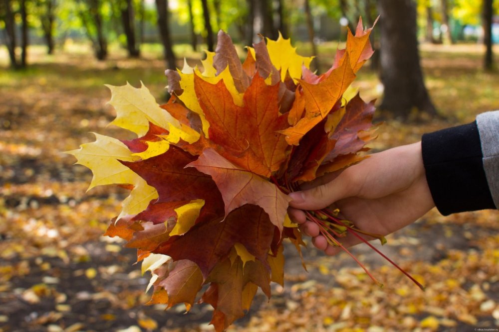 Осенний букет из кленовых листьев