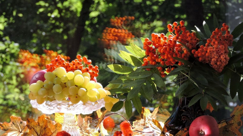 Август — грозди винограда и рябины