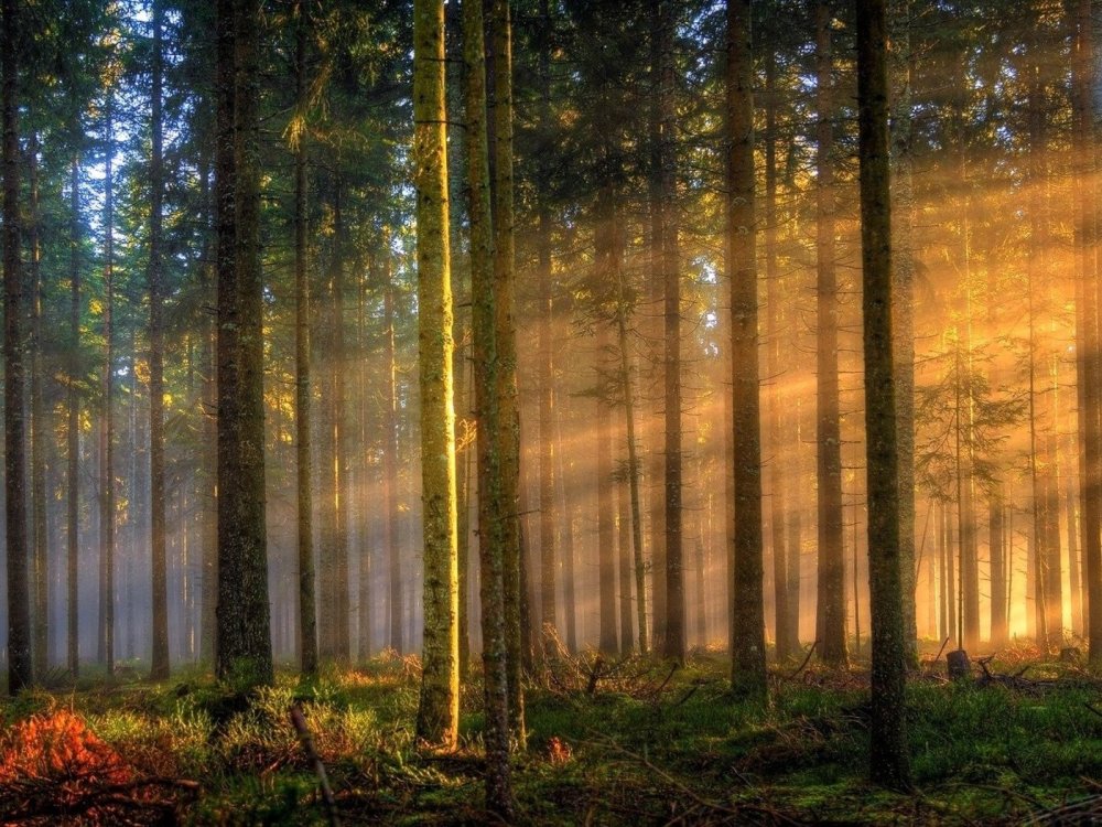 Хвойный лес солнце