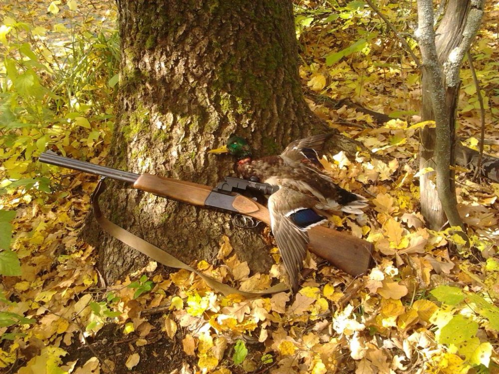 Охотничье ружье в лесу
