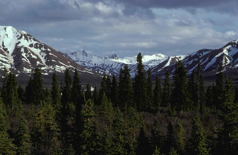 Аляска Лесной