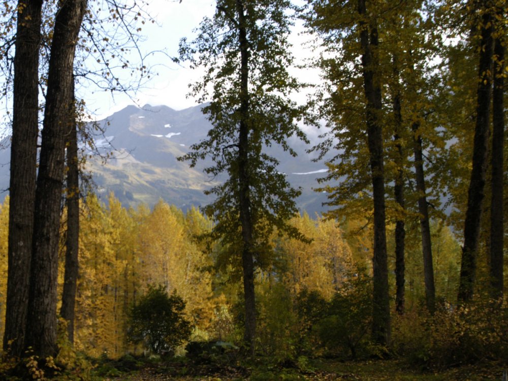 Хвойные леса Аляски