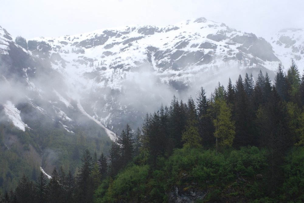 Бореальные леса Аляска
