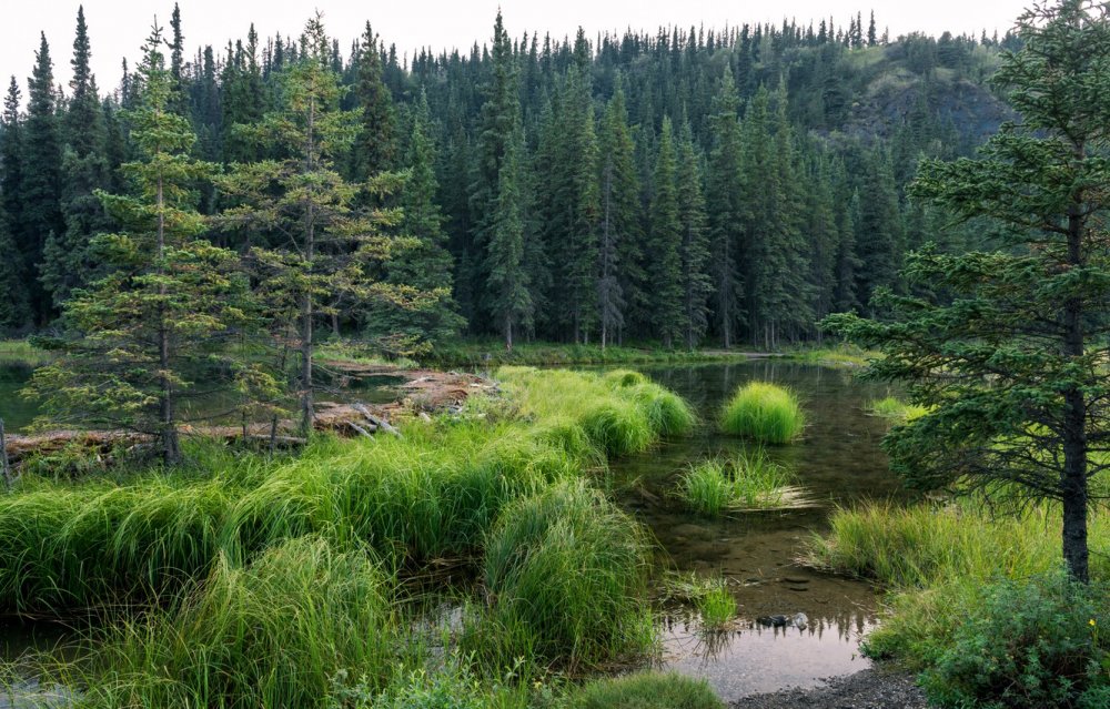 Бореальные леса Аляска
