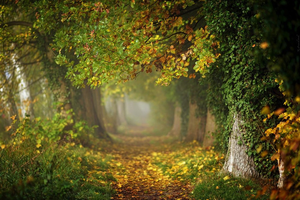 Сказочный лес осень