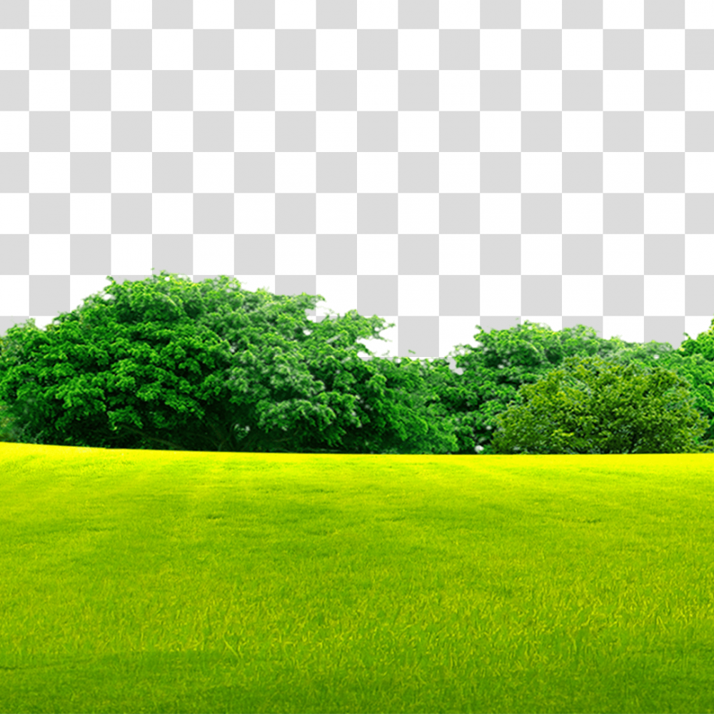 Зеленый лес с газоном