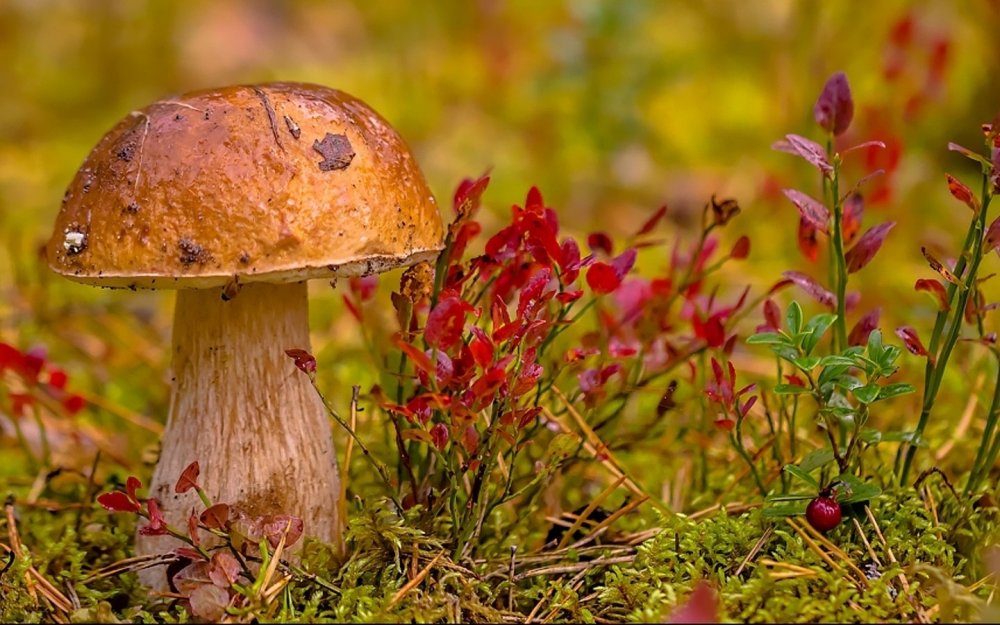 Золотая осень грибы