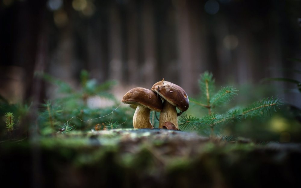 Фон леса с грибами