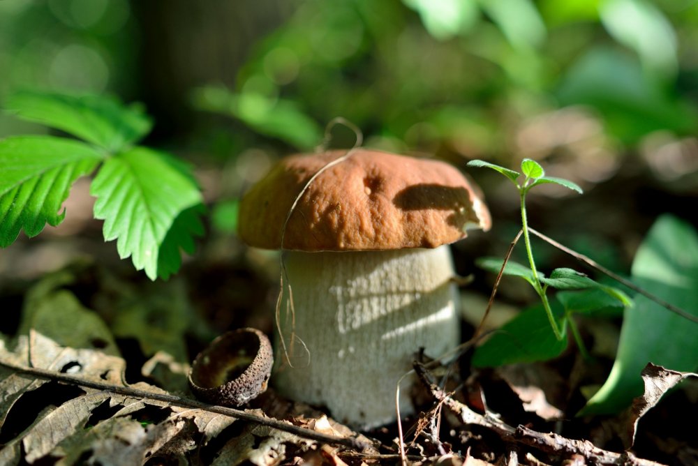 Карагодники грибы