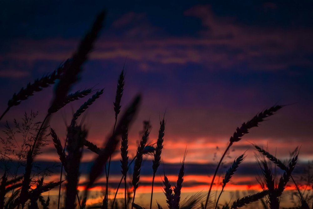 Колосья пшеницы на закате