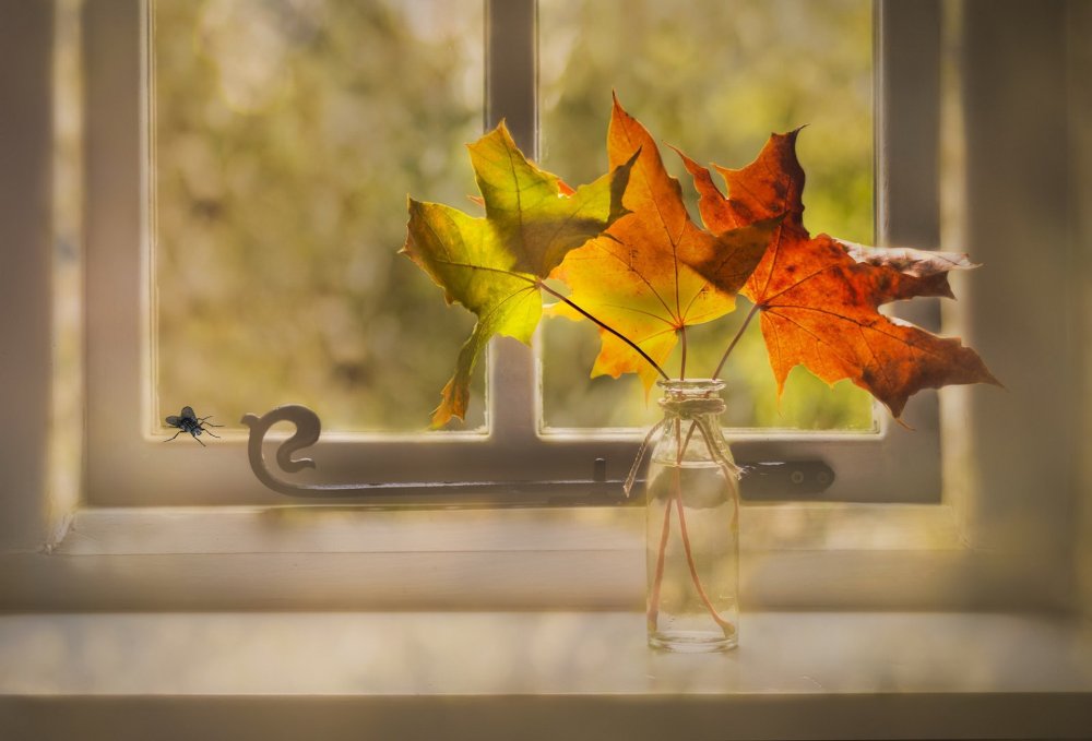 Листья на окна