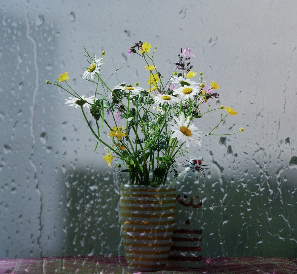 Дождь полевые цветы