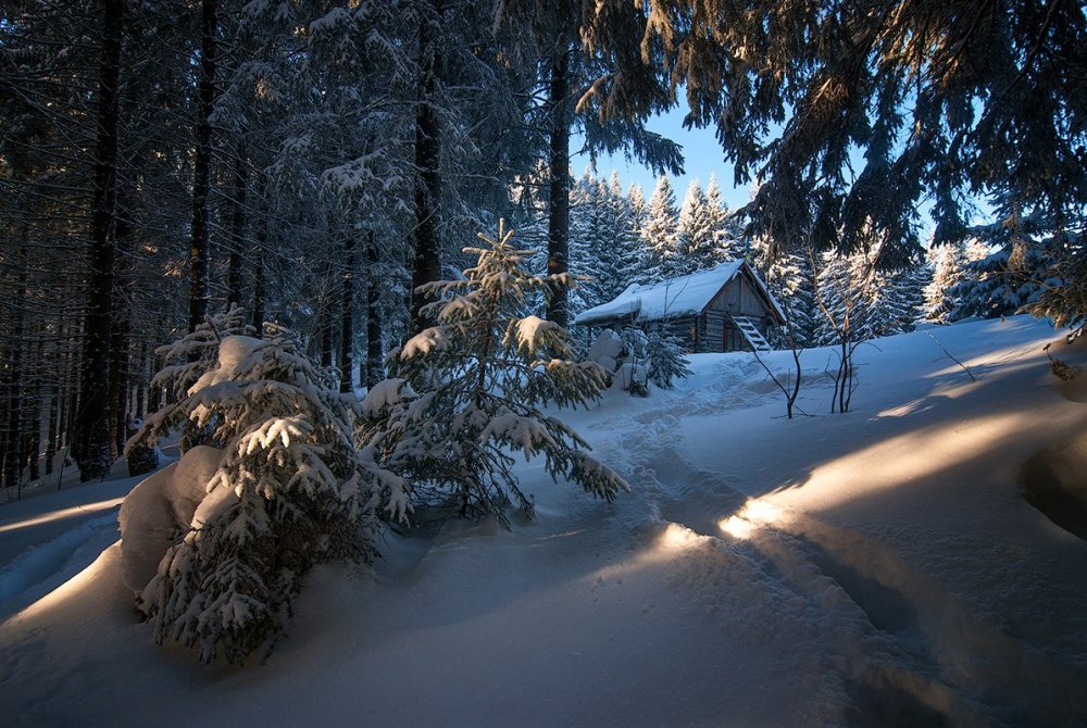 Зимний Рождественский лес