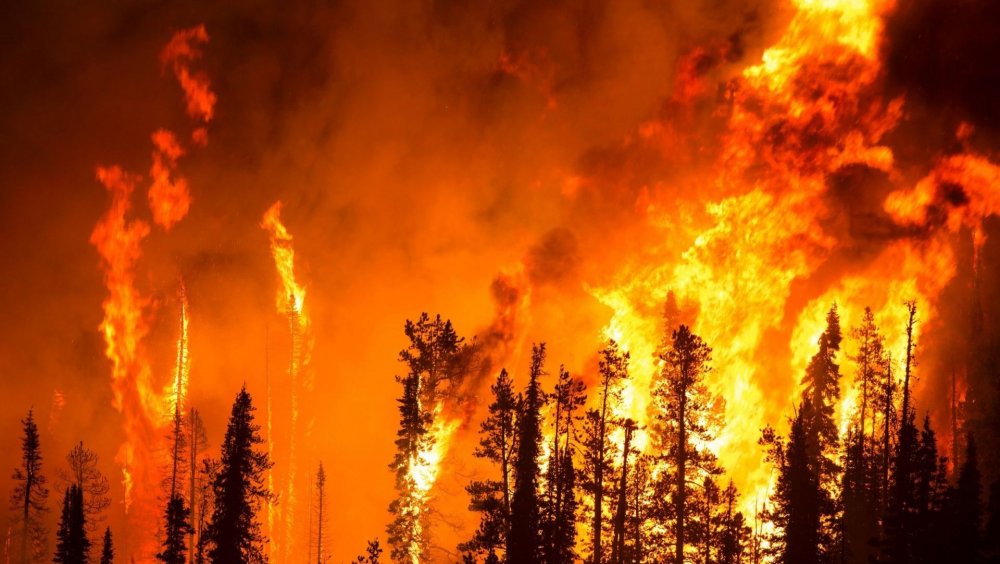 Пожары лесов