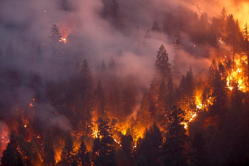 Пожар в лесу Эстетика