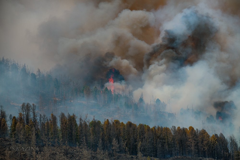 Лесные пожары в Алтайском крае