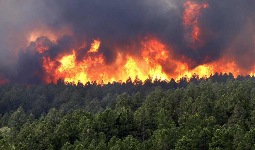 Верховой пожар в лесу