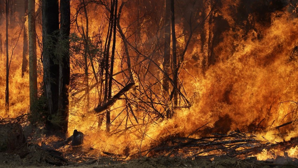 Лесные пожары в Австралии 2019-2020
