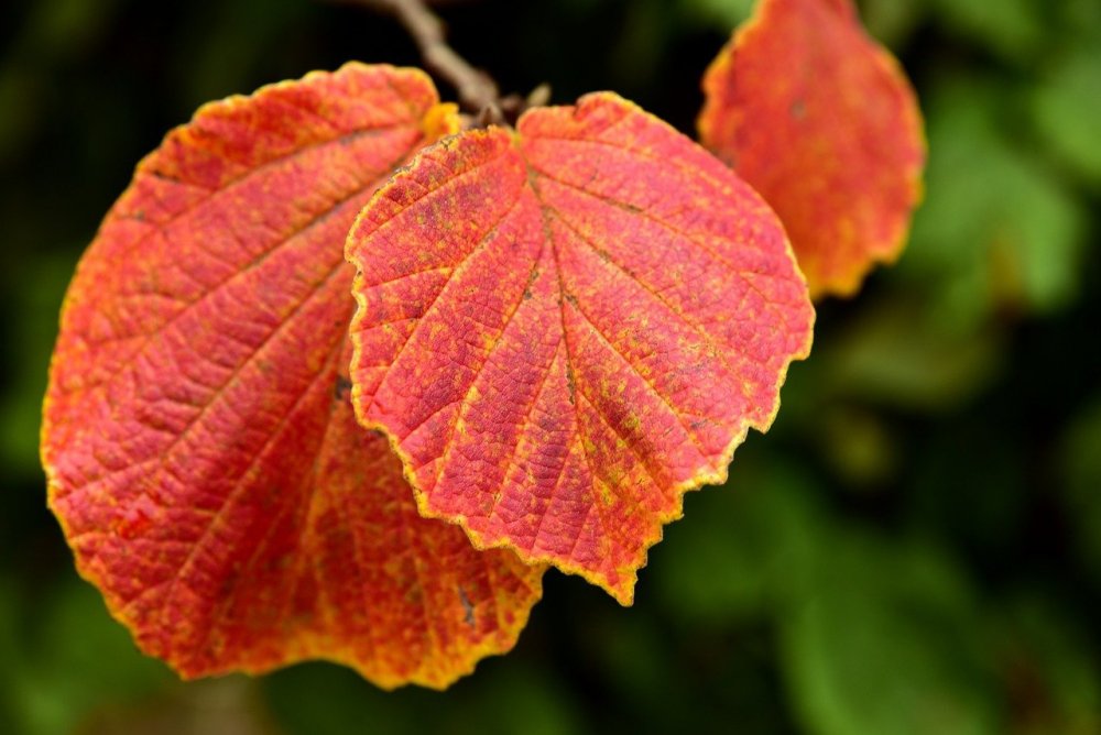Осенний листочек орешник