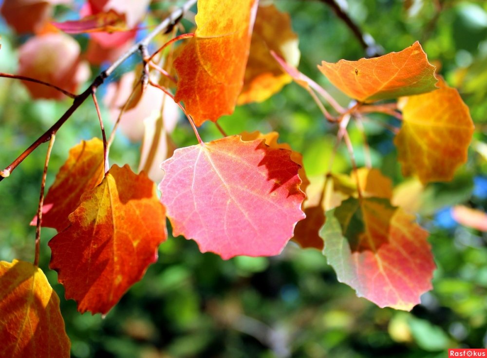 Осенние листья осины