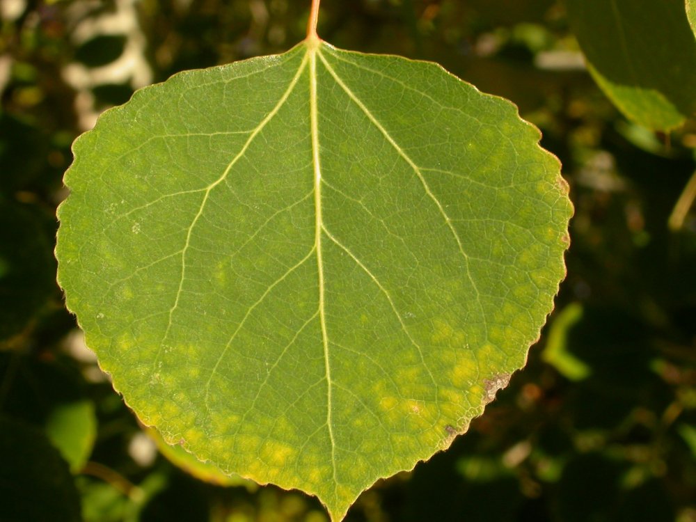 Populus tremuloides лист