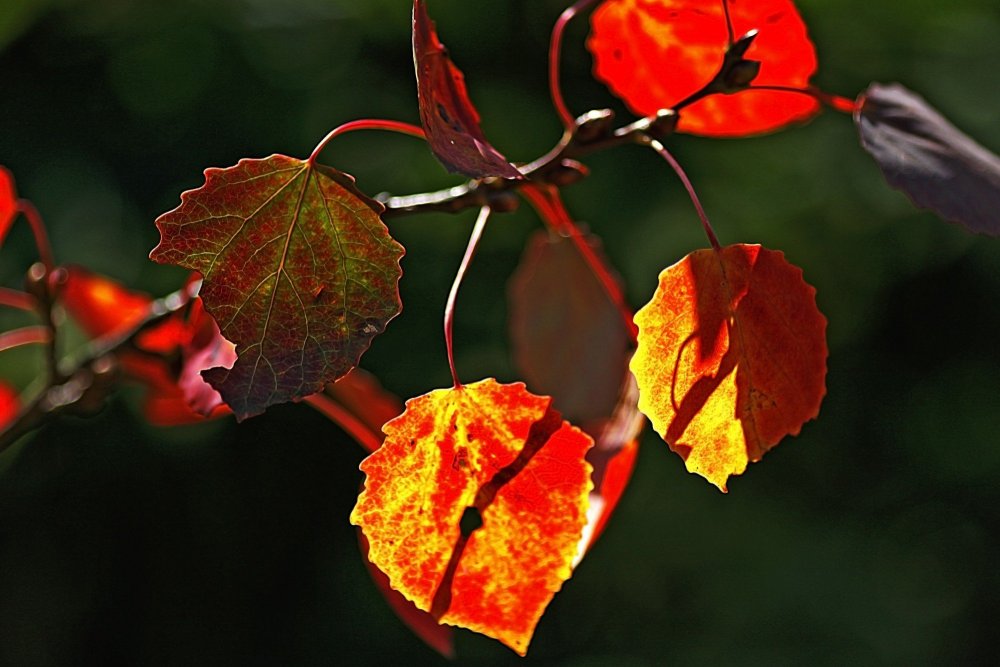 Осень, осины, листья осины