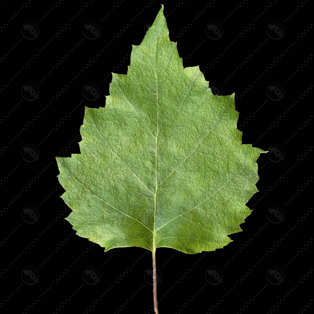 Березовые листья текстура