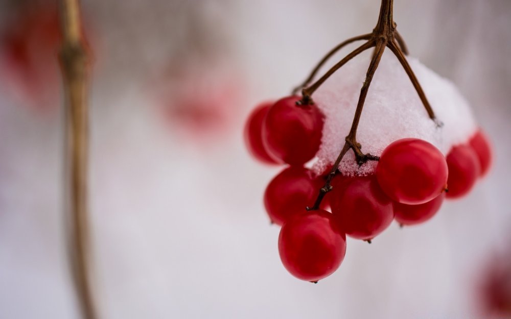 Замерзшие ягоды рябины