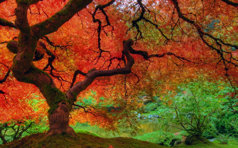 Осень разноцветные деревья