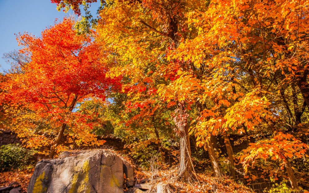 Осенний кленовый лес Вайоминг