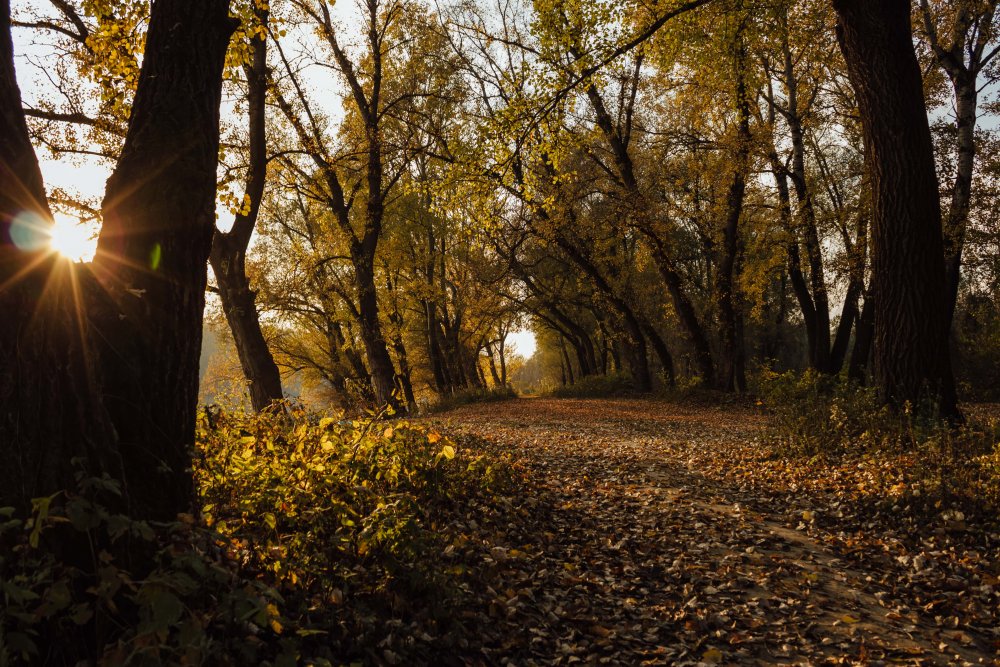 Осенний лес солнце