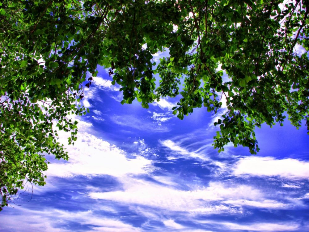 Небо и деревья