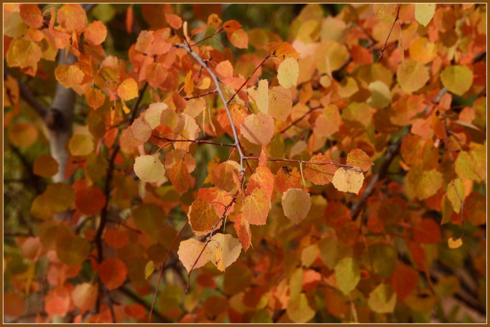 Цвет листьев осины осенью