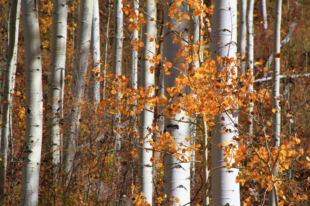 Березово-осиновый лес осенью