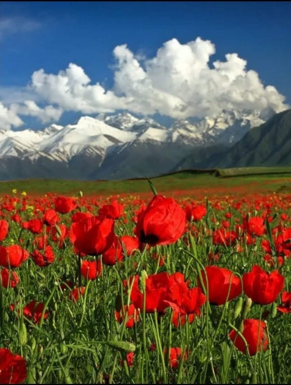 Тянь-Шань тюльпан Киргизия