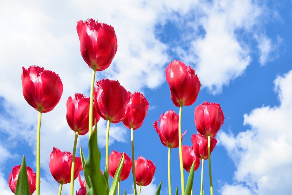 Тюльпаны на фоне неба