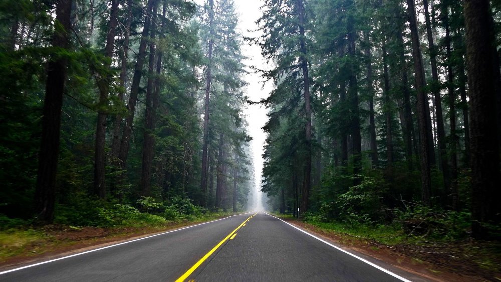 Орегон Вашингтон лес