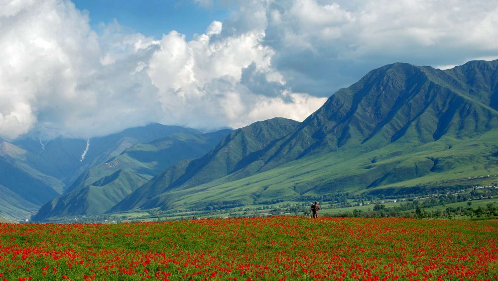 Маковые поля с горами Кыргызстана
