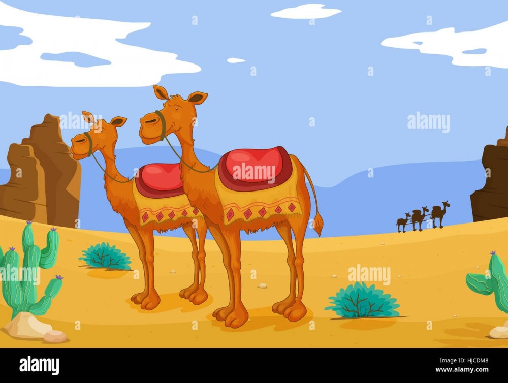 Иллюстрации с верблюдом для иллюстратора