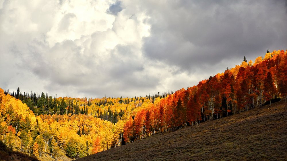 Осень в лесу Башкортостан
