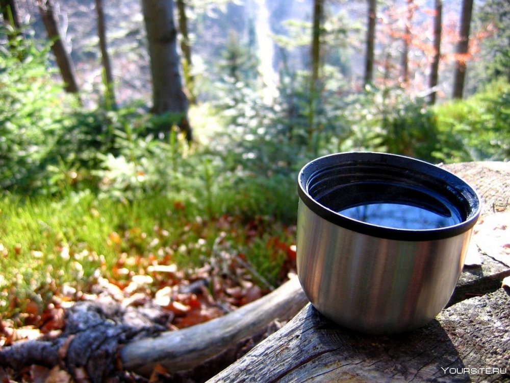 Чай в лесу