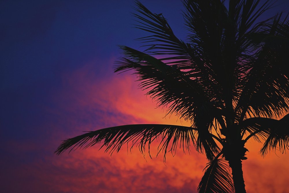 Майами пальмы
