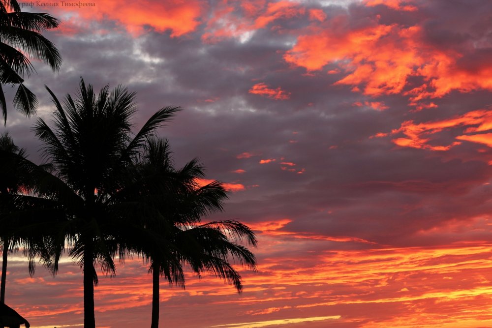 Майами пальмы закат