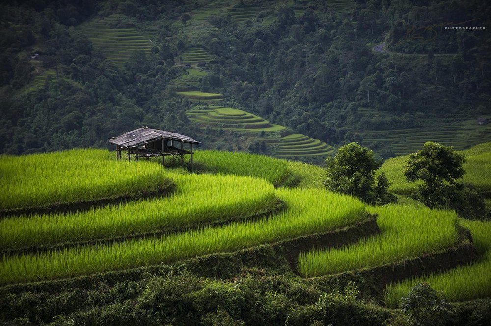 Рисовые поля Вьетнам