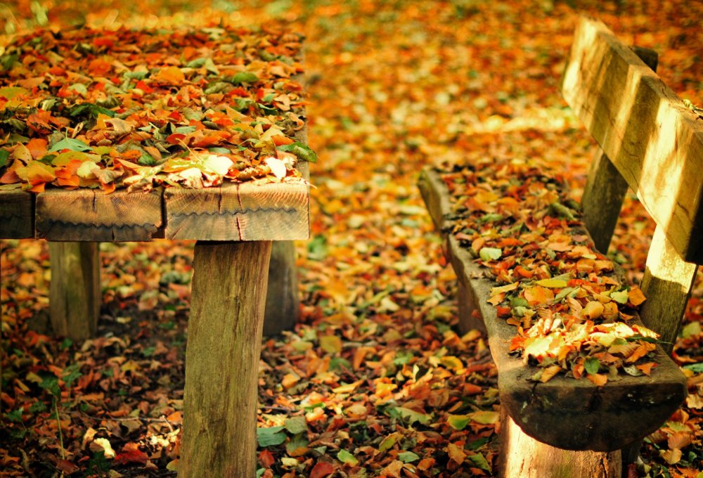 Осень листья парк