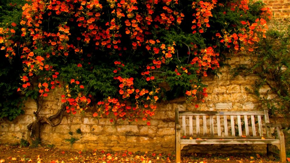 Осенний сад забор