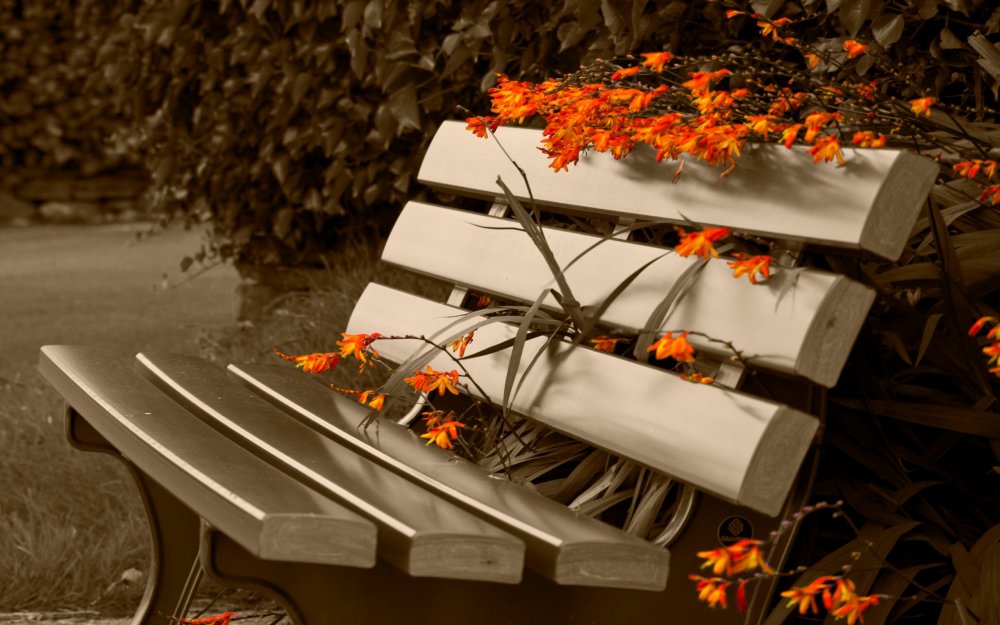 Осенние цветы на скамье