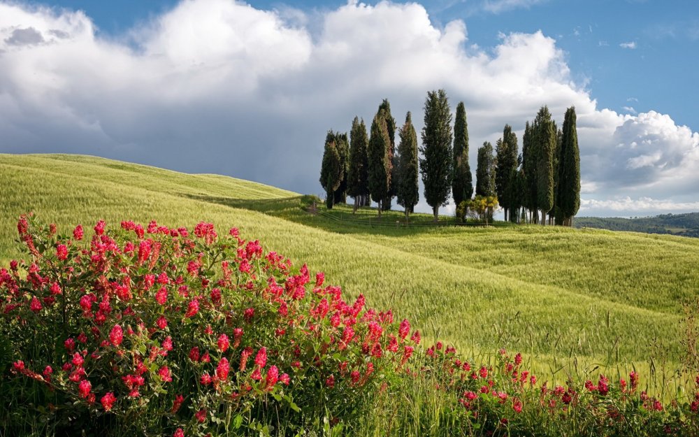 Тоскана цветочные поля