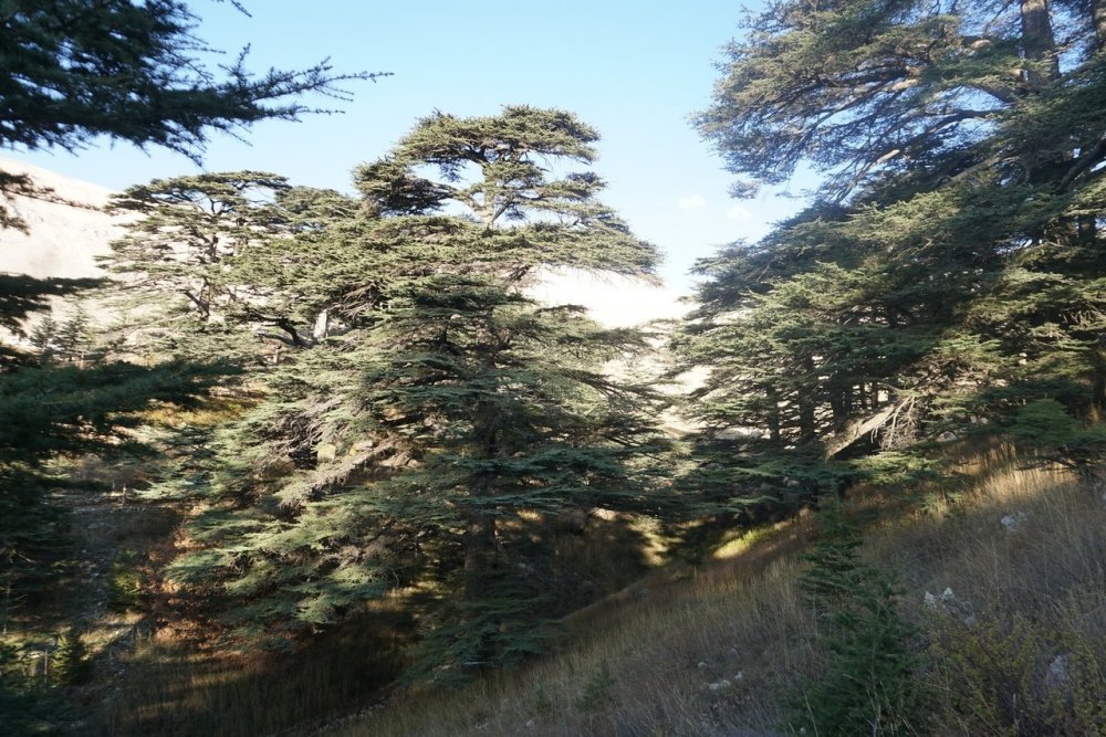 Кедровый лес в Ливане